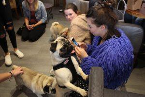 Guildford Holds First Pop-up Pug Café in UK