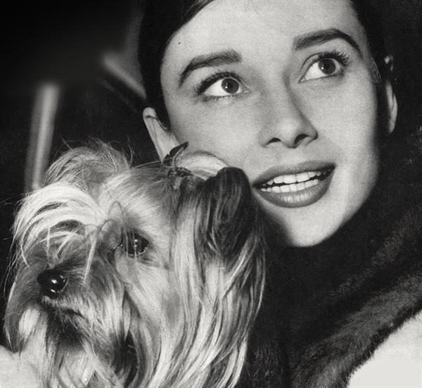 Audrey Hepburn